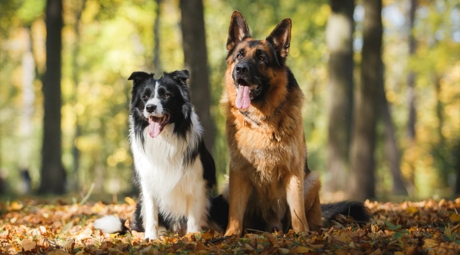 Comparing Border Collies with Other Herding Breeds