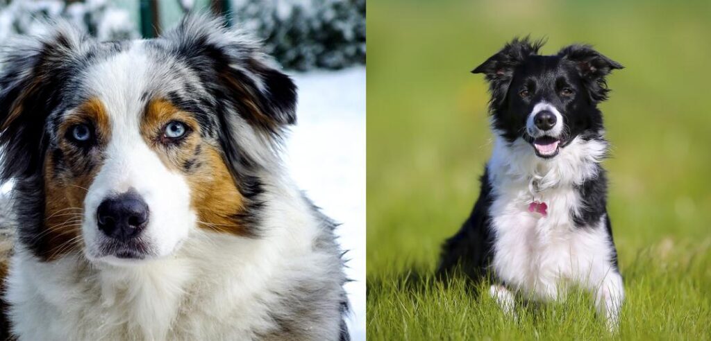 Comparing Border Collies with Other Herding Breeds