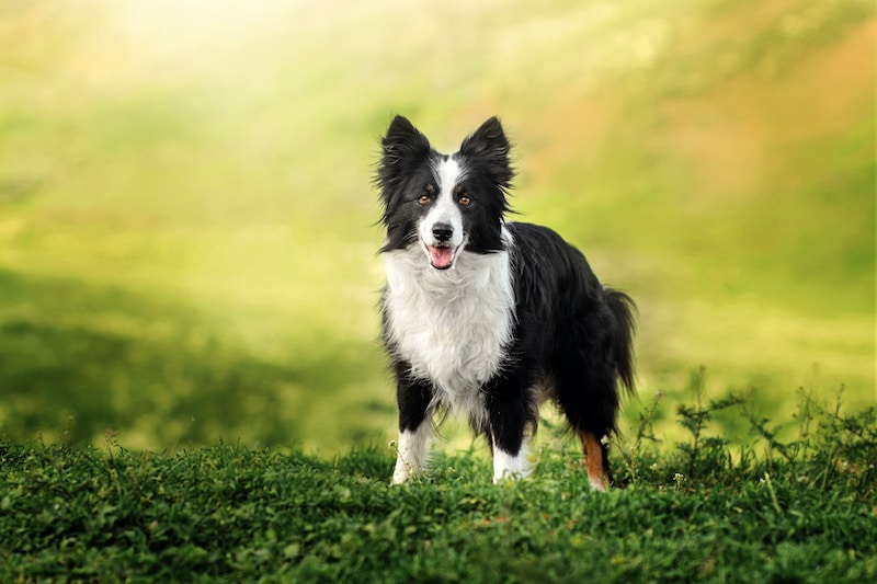 Dealing With Border Collie Shedding: A Guide