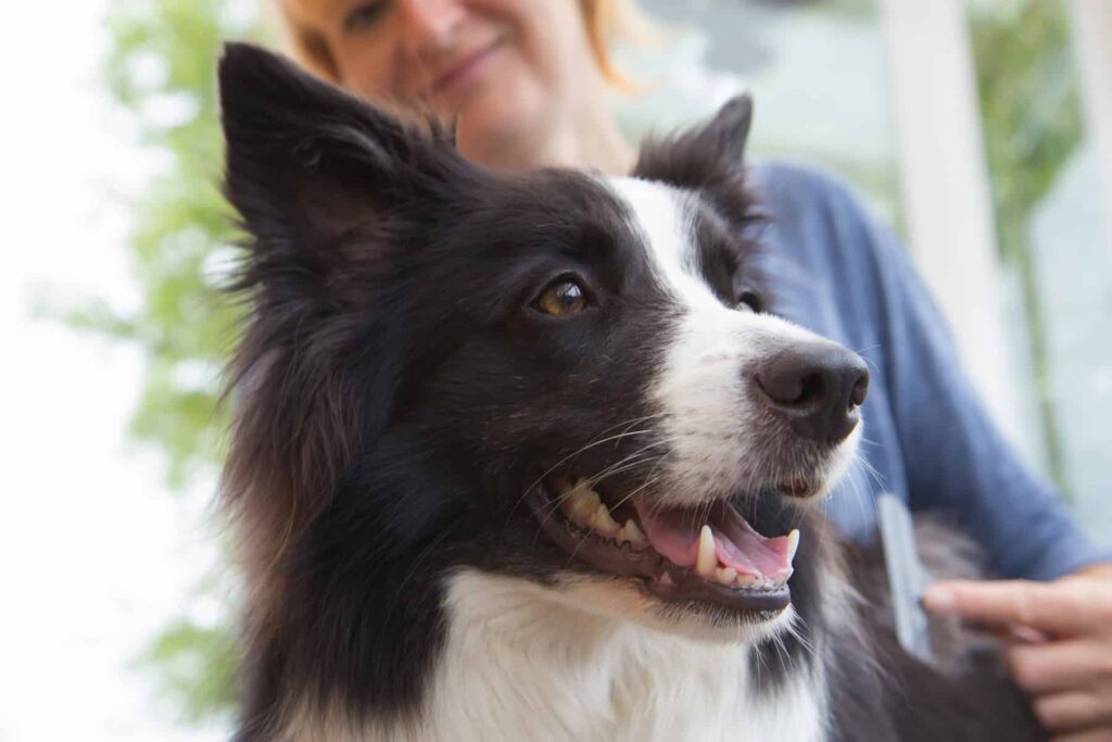 Dealing With Border Collie Shedding: A Guide