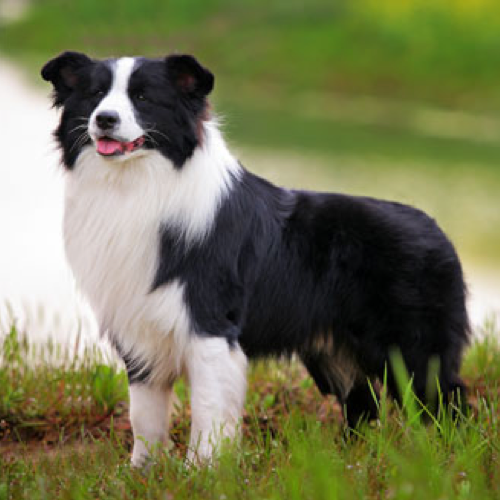 Essential Grooming Tips For Border Collies