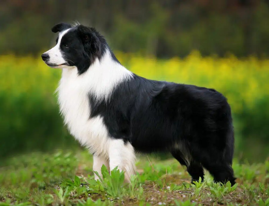 Essential Tips for Maintaining Your Border Collies Paw Health