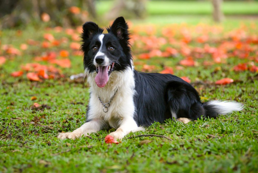 Essential Tips for Maintaining Your Border Collies Paw Health