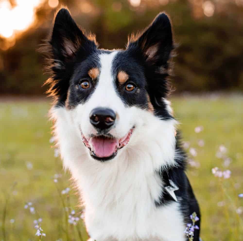 Essential Tips for Maintaining Your Border Collies Paw Health