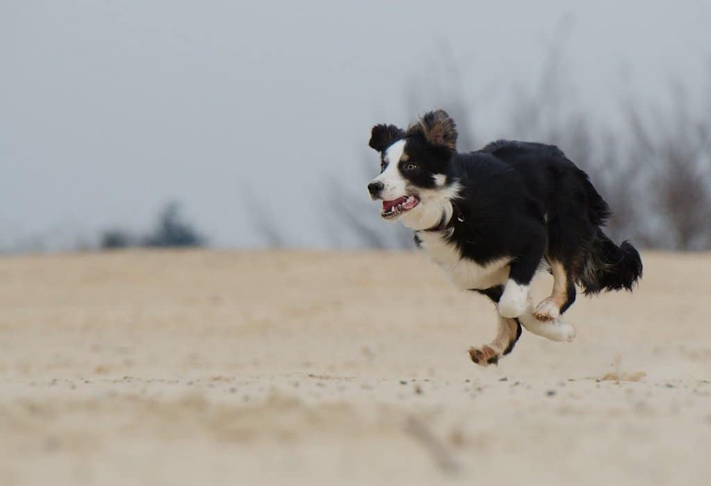 Exercise Needs Of A Border Collie