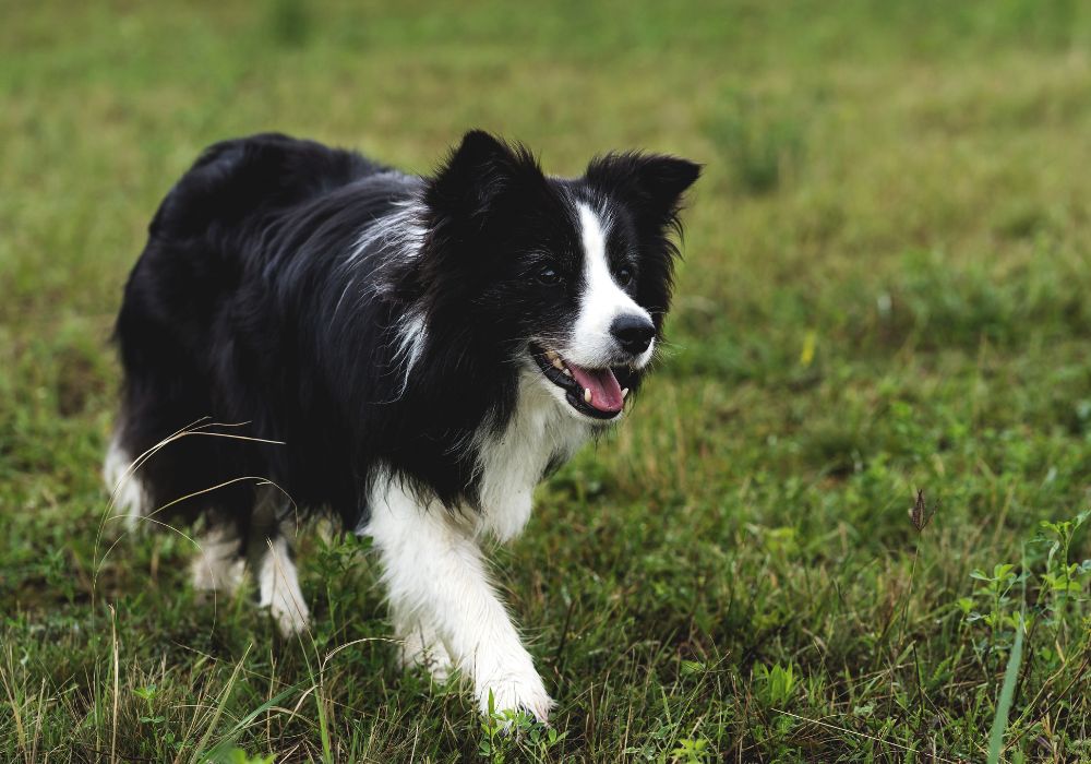 Exercise Needs Of A Border Collie