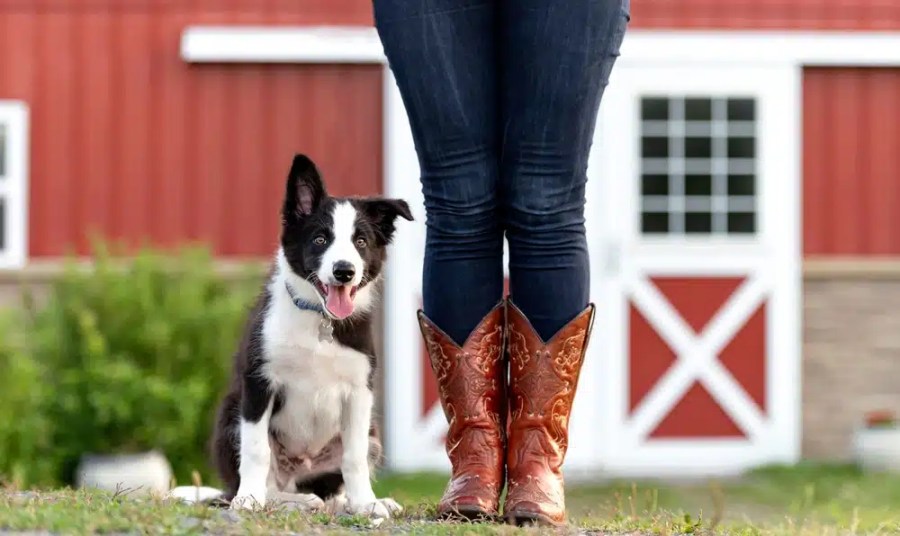 Exploring the Language of Border Collies Vocalizations