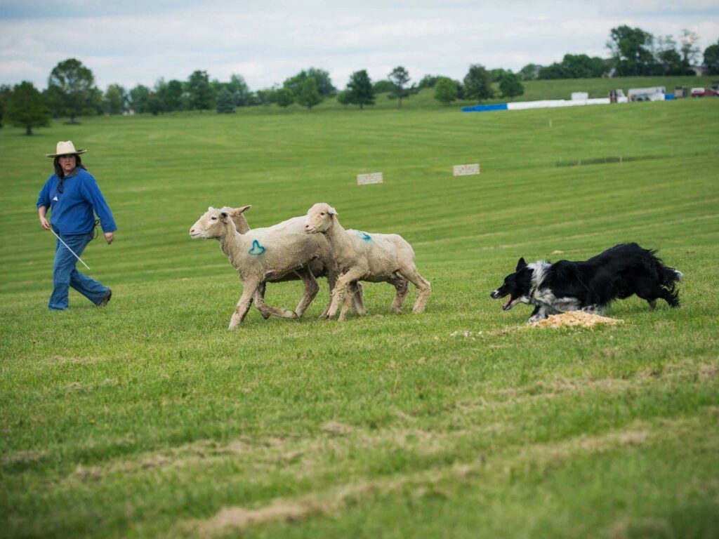 Exploring the Language of Border Collies Vocalizations