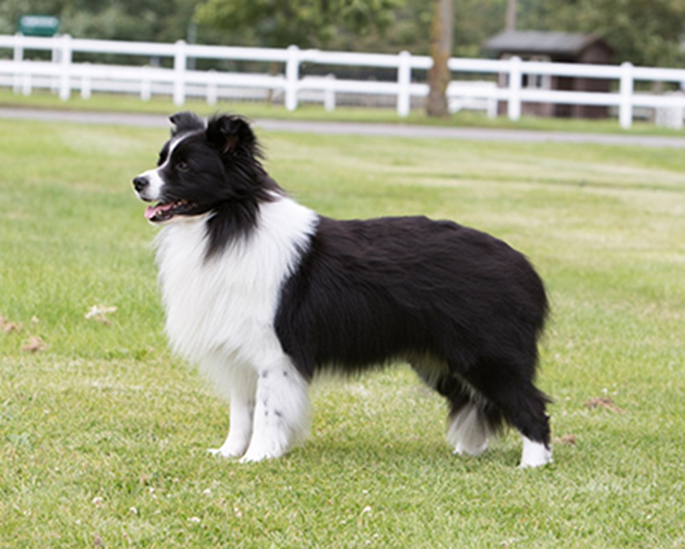 Famous Border Collies In Media And Real Life