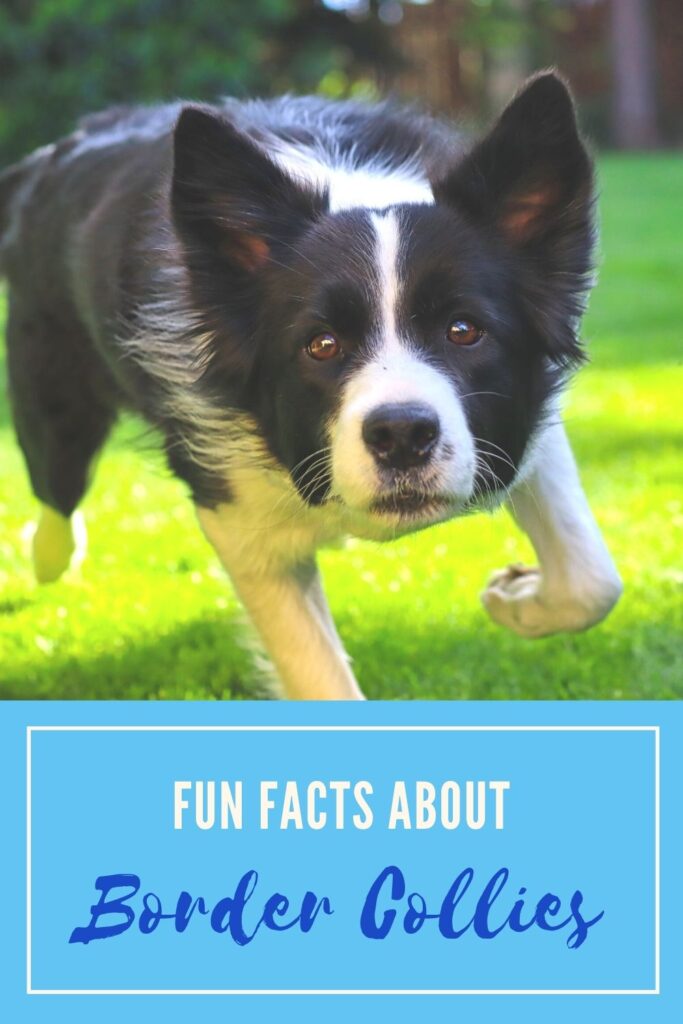 Fun Facts About Border Collies