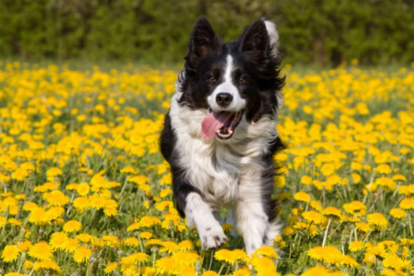 Fun Facts About Border Collies