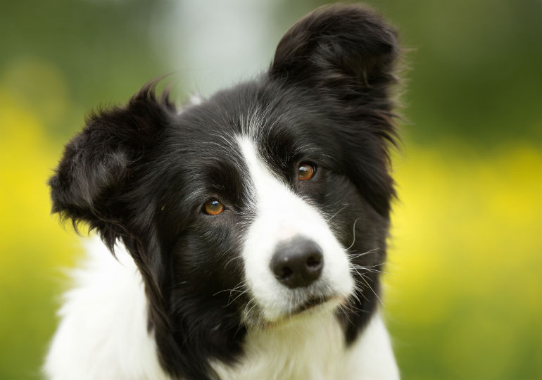 Fun Facts About Border Collies