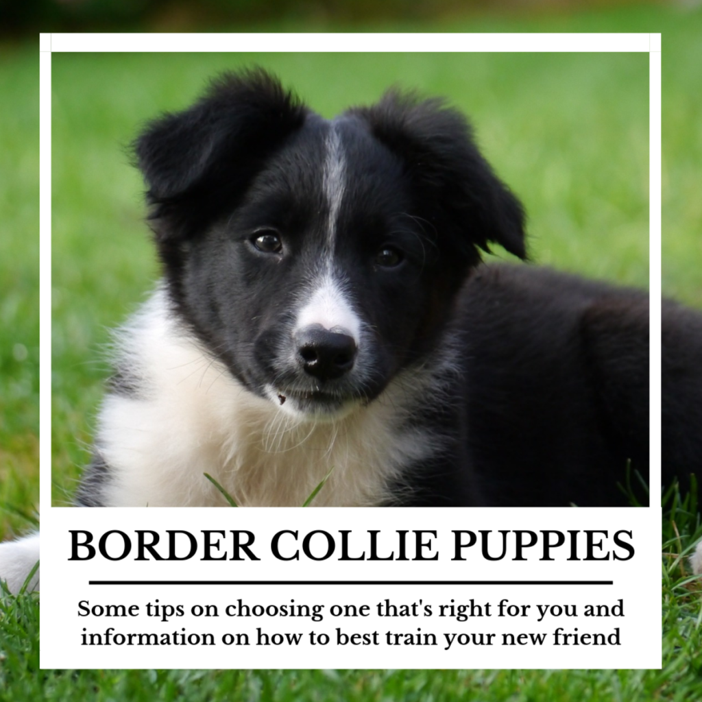 How To Choose A Healthy Border Collie Puppy