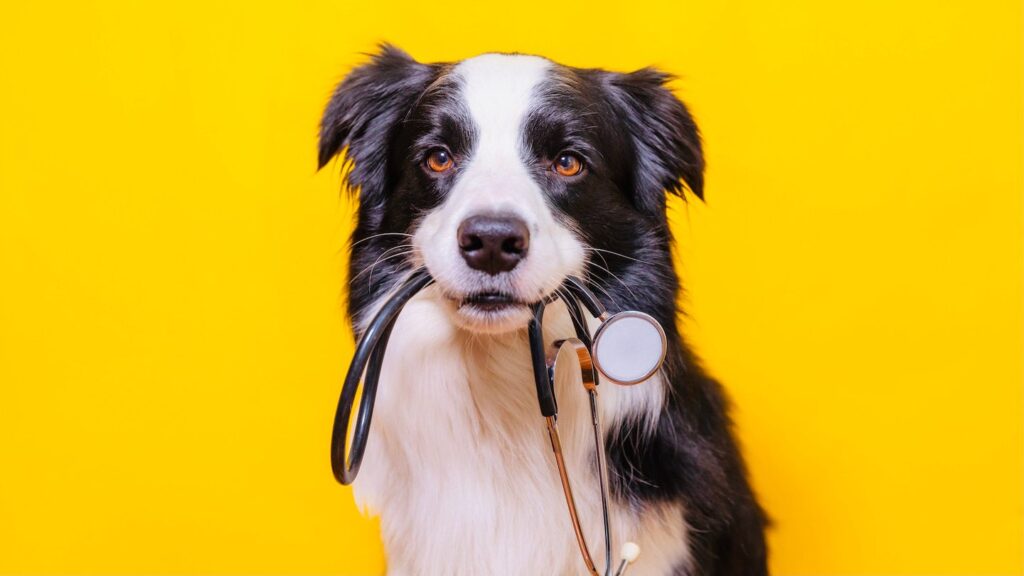 How To Choose A Vet For Your Border Collie