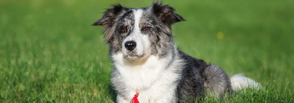How To Deal With A Border Collies High Prey Drive