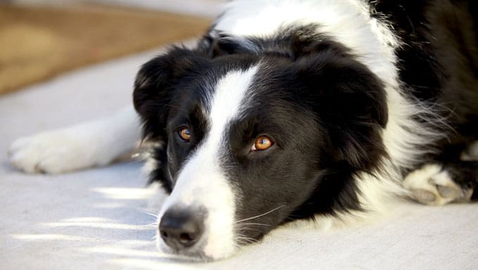 How To Deal With A Border Collies Separation Anxiety