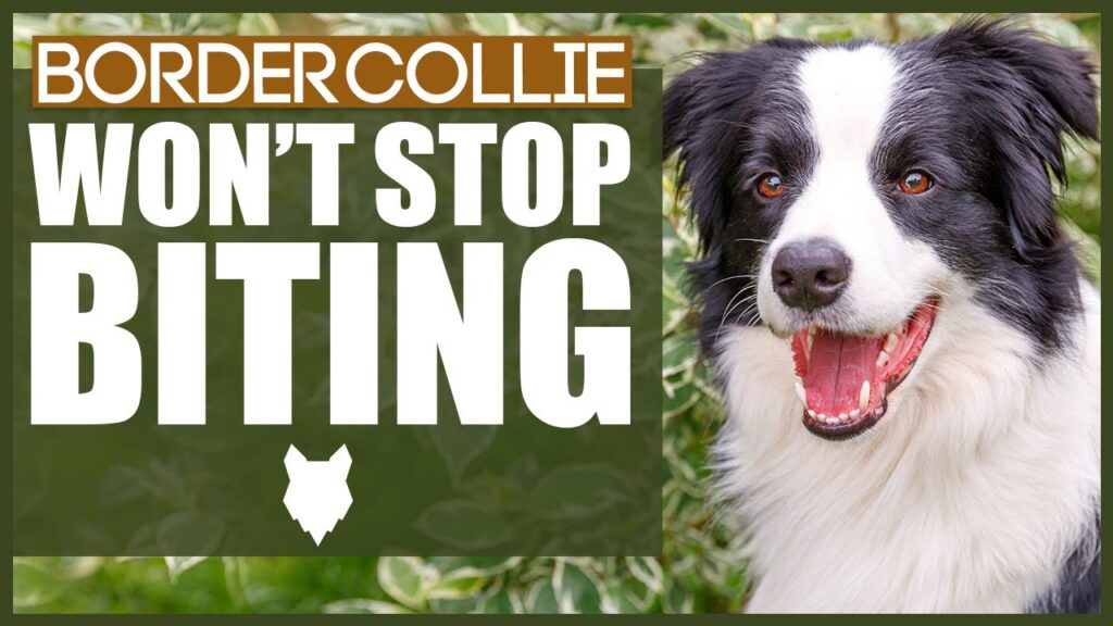 How To Deal With A Nipping Border Collie