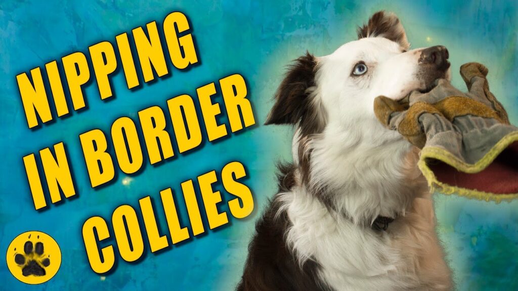 How To Deal With A Nipping Border Collie