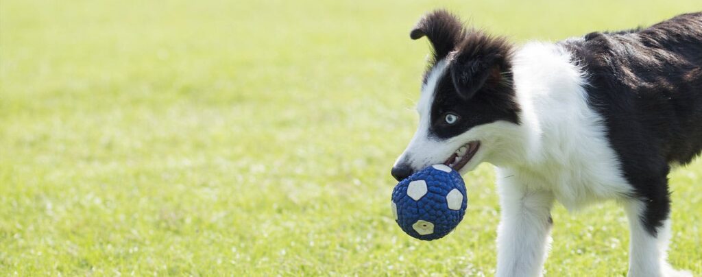 How To Deal With A Nipping Border Collie