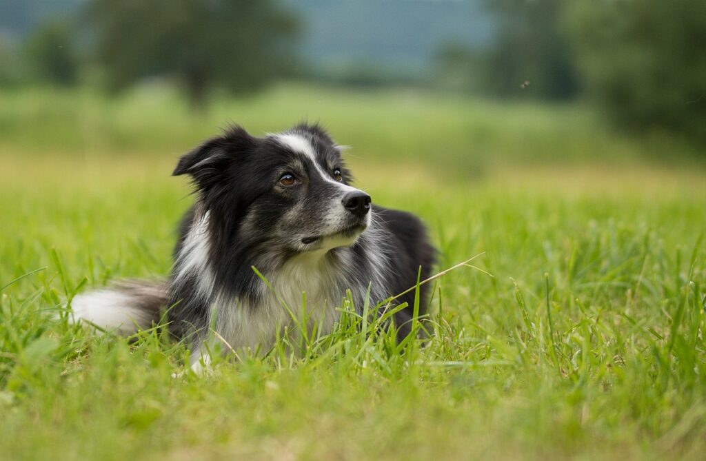 How To Deal With Your Border Collies Fear Of Loud Noises