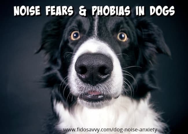 How To Deal With Your Border Collies Fear Of Loud Noises