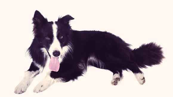 How To Keep Your Border Collies Coat Healthy