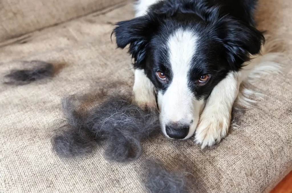 How To Keep Your Border Collies Coat Healthy