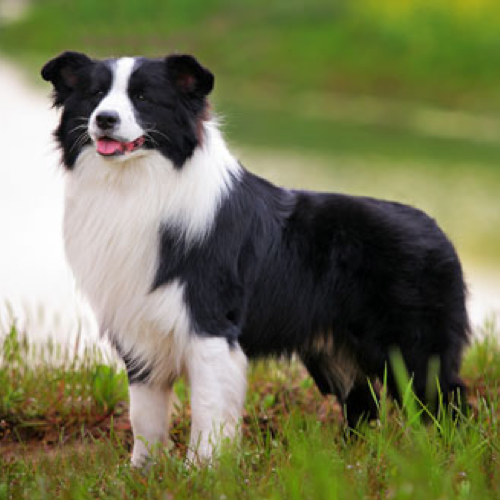 How To Keep Your Border Collies Coat Healthy