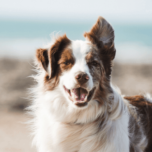 How To Keep Your Border Collies Coat Healthy