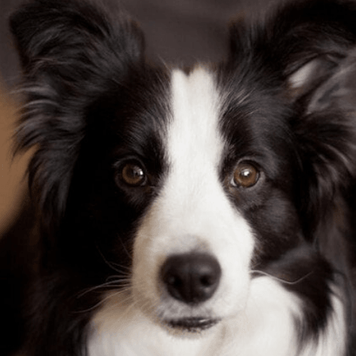 How To Keep Your Border Collies Coat Healthy