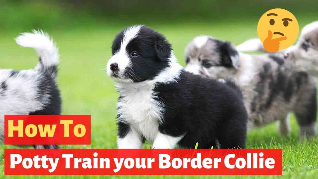 How To Potty Train Your Border Collie