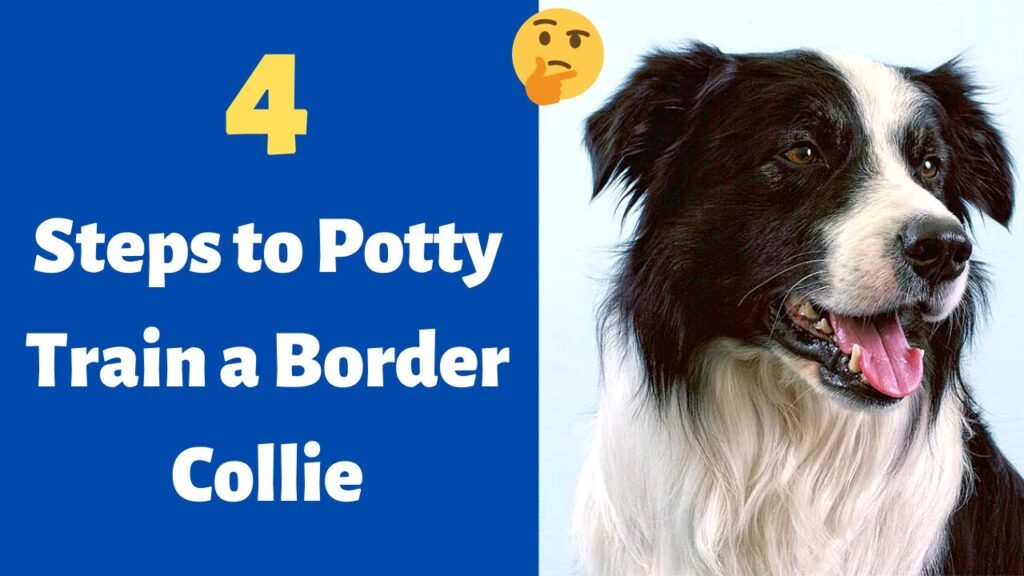 How To Potty Train Your Border Collie