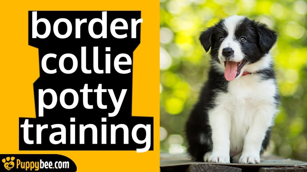 How To Potty Train Your Border Collie