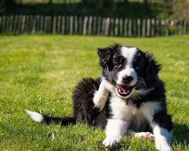 How To Potty Train Your Border Collie