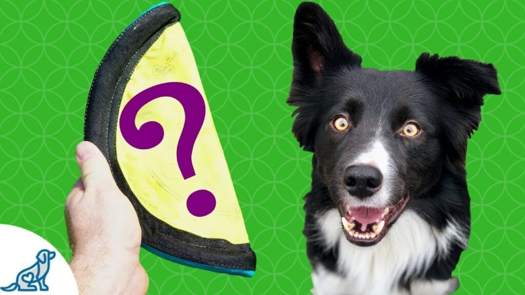 How To Teach Your Border Collie To Fetch