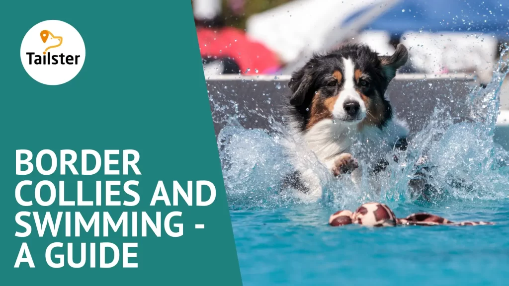 How To Teach Your Border Collie To Swim