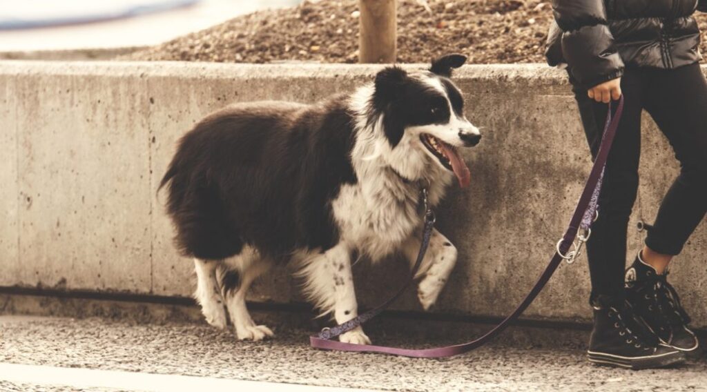 How To Teach Your Border Collie To Walk On A Leash