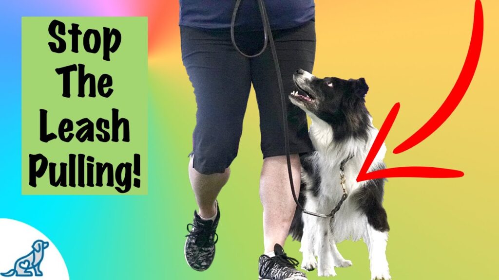 How To Teach Your Border Collie To Walk On A Leash
