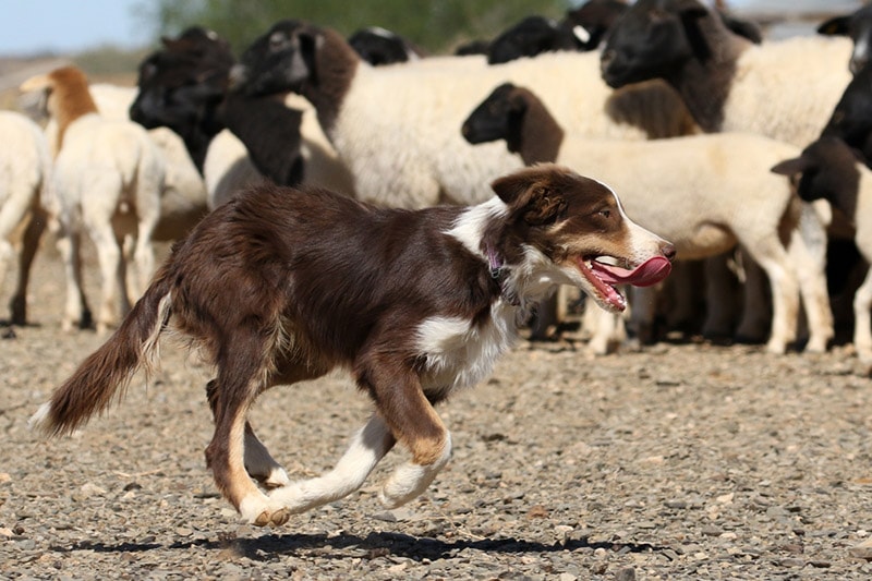 How To Train Border Collies For Herding