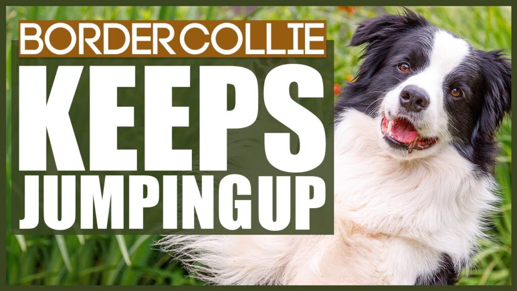 How To Train Your Border Collie To Stop Jumping On People