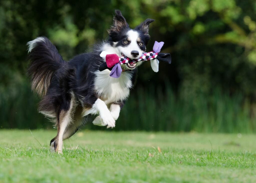 How To Train Your Border Collie To Stop Jumping On People