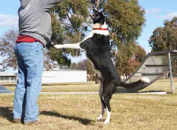 How To Train Your Border Collie To Stop Jumping On People