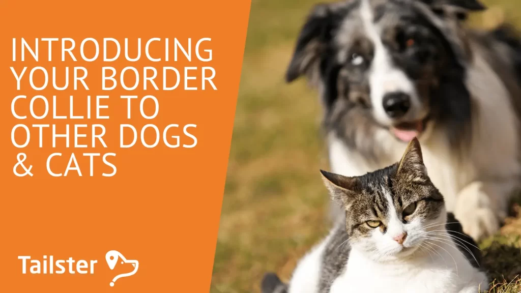Introducing A New Pet To Your Border Collie