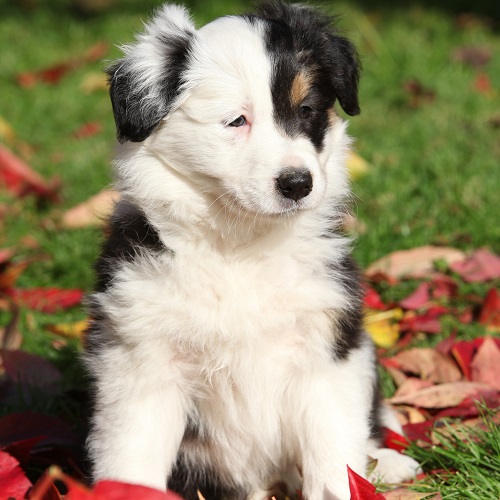 Is A Border Collie Right For Your Family?