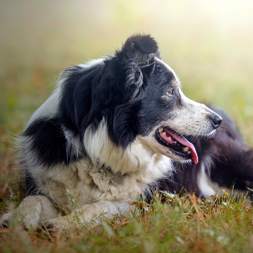 Is A Border Collie Right For Your Family?