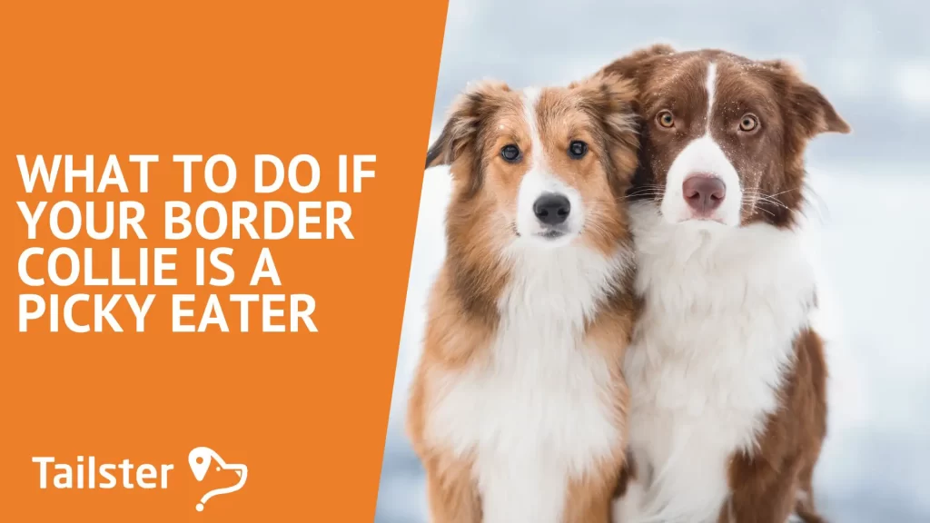 Is Your Border Collie A Picky Eater? Heres What To Do