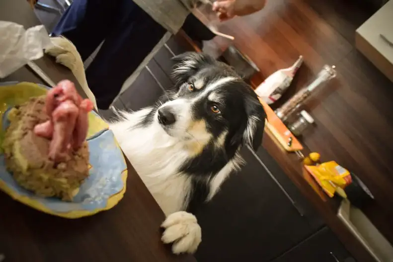 Is Your Border Collie A Picky Eater? Heres What To Do