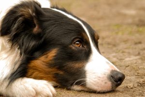 Is Your Border Collie A Picky Eater? Heres What To Do