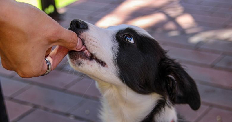 Is Your Border Collie A Picky Eater? Heres What To Do