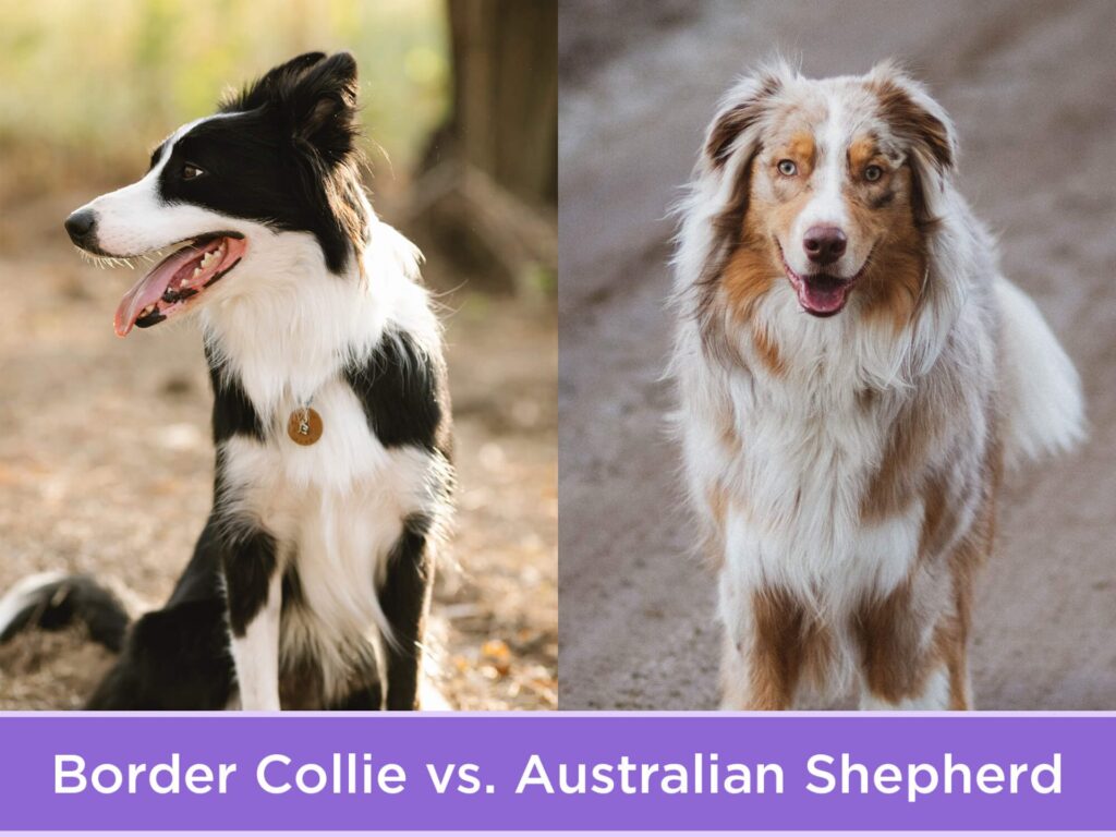 Key Differences between Border Collies and Other Herding Breeds